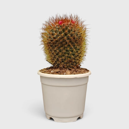 5 Different Flowering Cactus Combo | Mature Well-Rooted Cactus Collection