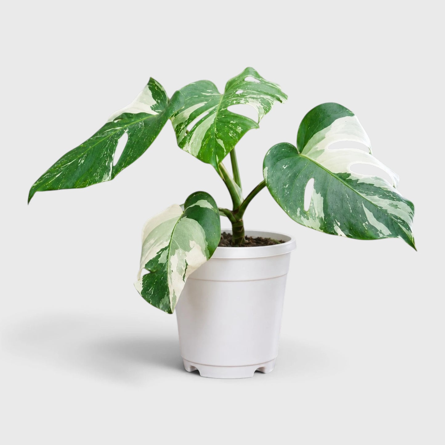 Monstera Albo Variegated | Rare Variegated Monstera Mature Live Plant