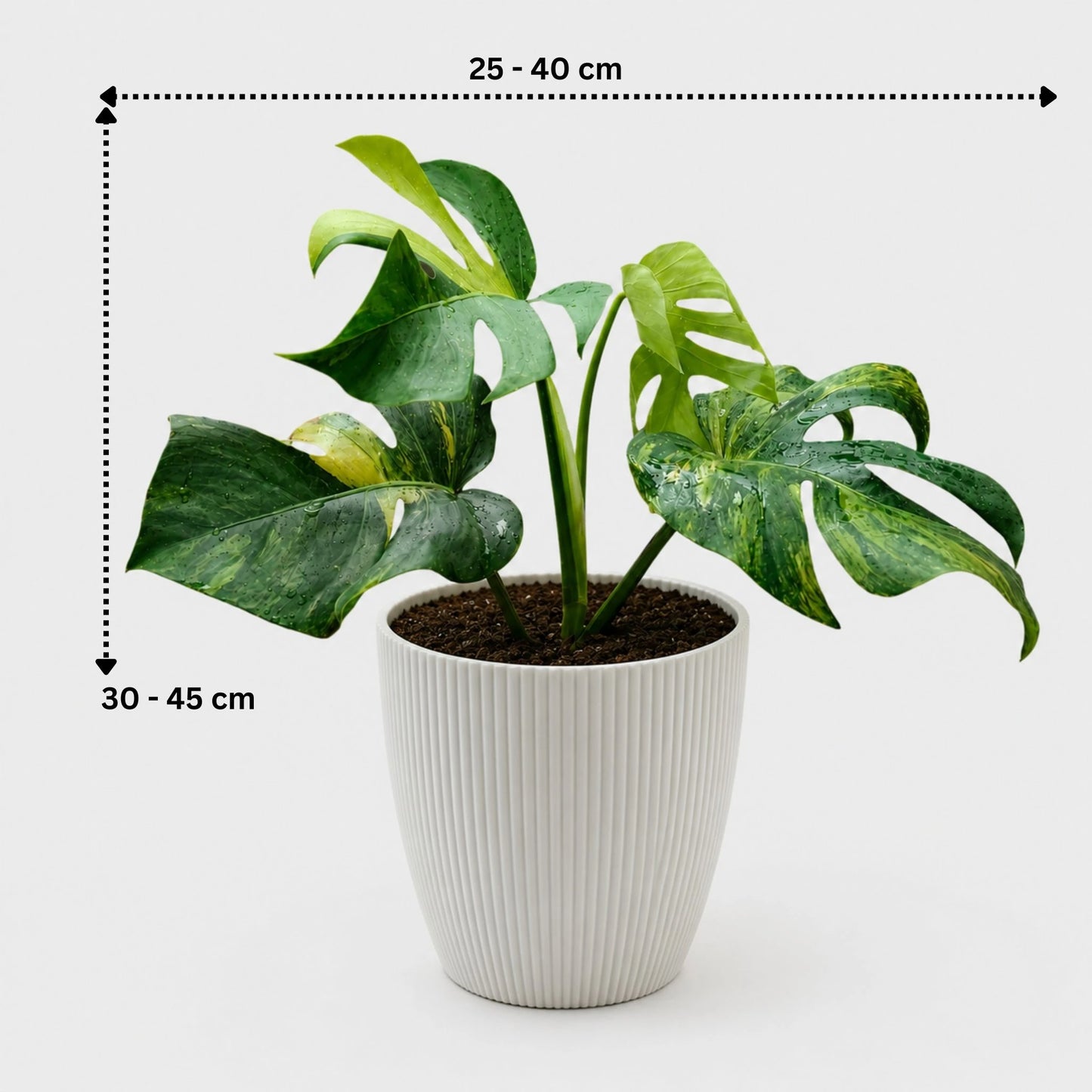 Rare Monstera Aurea Variegated | Premium Variegated Monstera Live Plant