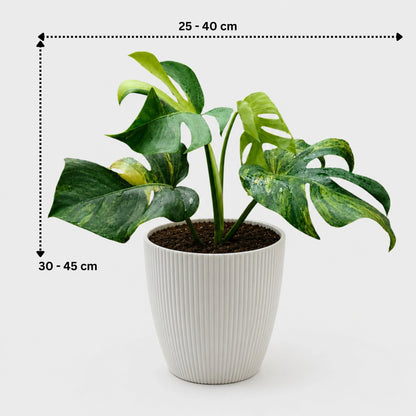 Rare Monstera Aurea Variegated | Premium Variegated Monstera Live Plant