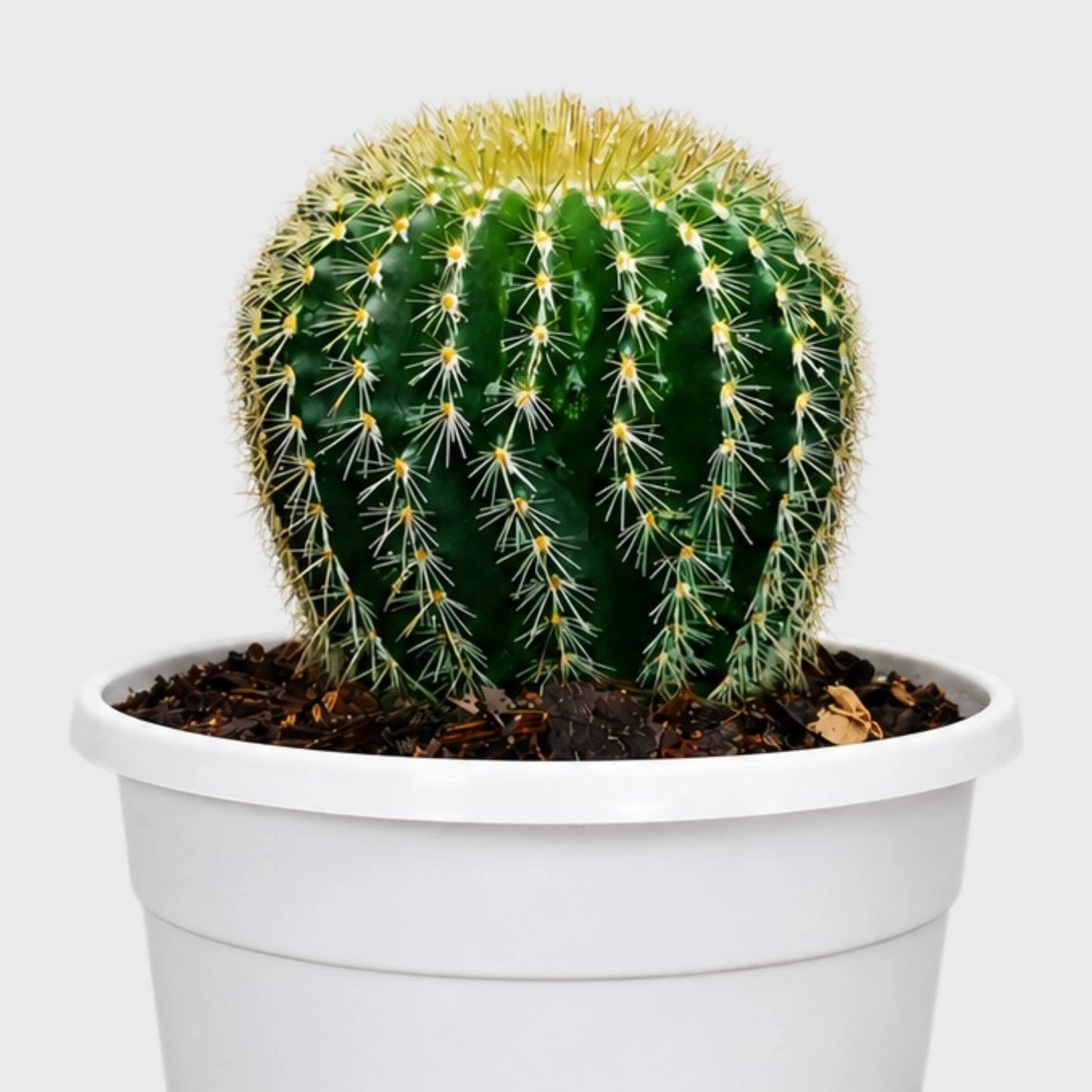 Parodia Leninghausii | Mature Flowering Golden Cactus