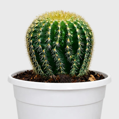 Parodia Leninghausii | Mature Flowering Golden Cactus