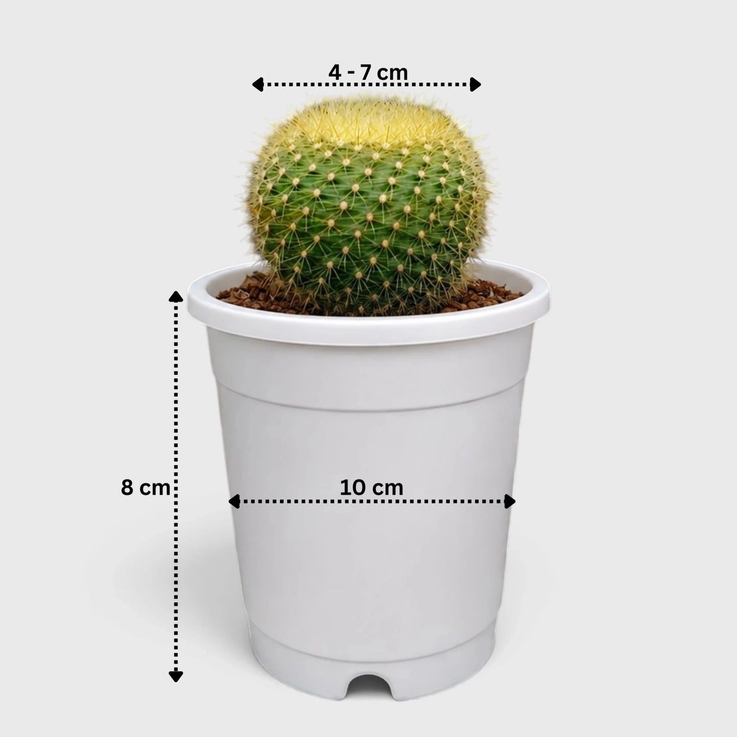 Golden Donut Cactus Hybrid (Parodia graessneri) | Rare Flowering Live Cactus