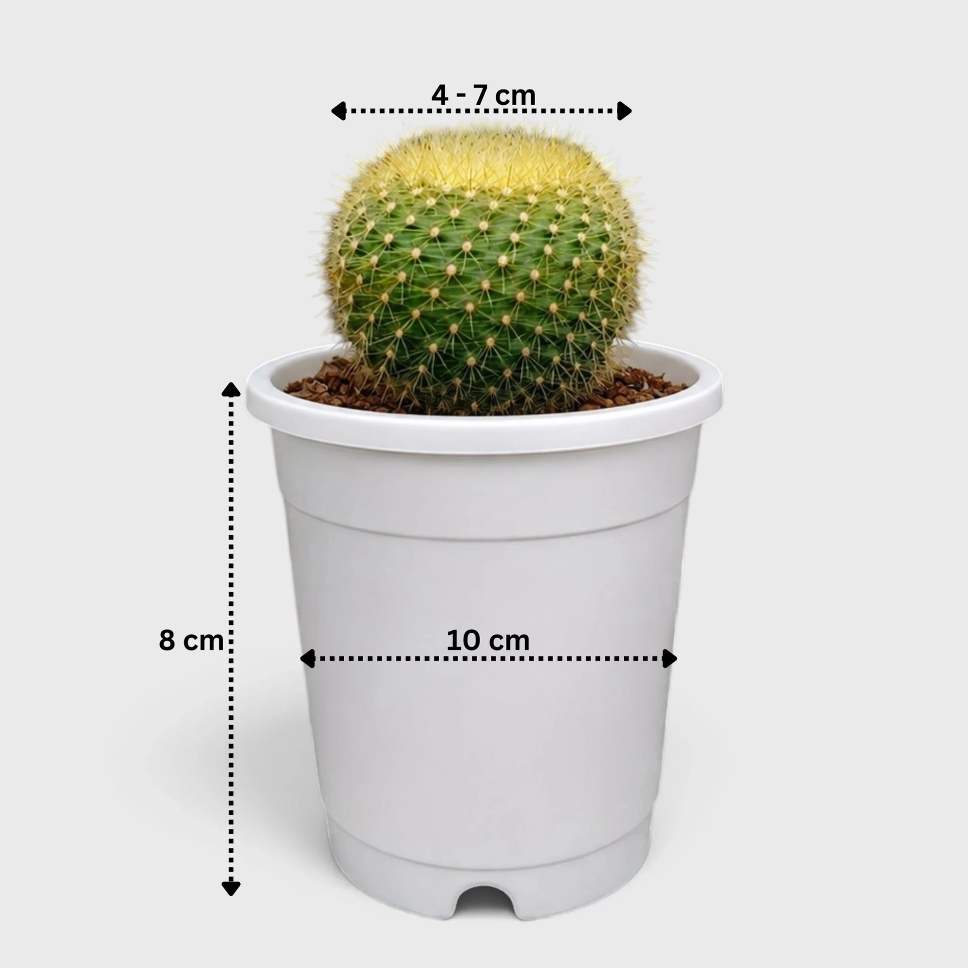 Golden Donut Cactus Hybrid (Parodia graessneri) | Rare Flowering Live Cactus