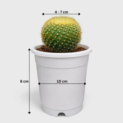 Golden Donut Cactus Hybrid (Parodia graessneri) | Rare Flowering Live Cactus