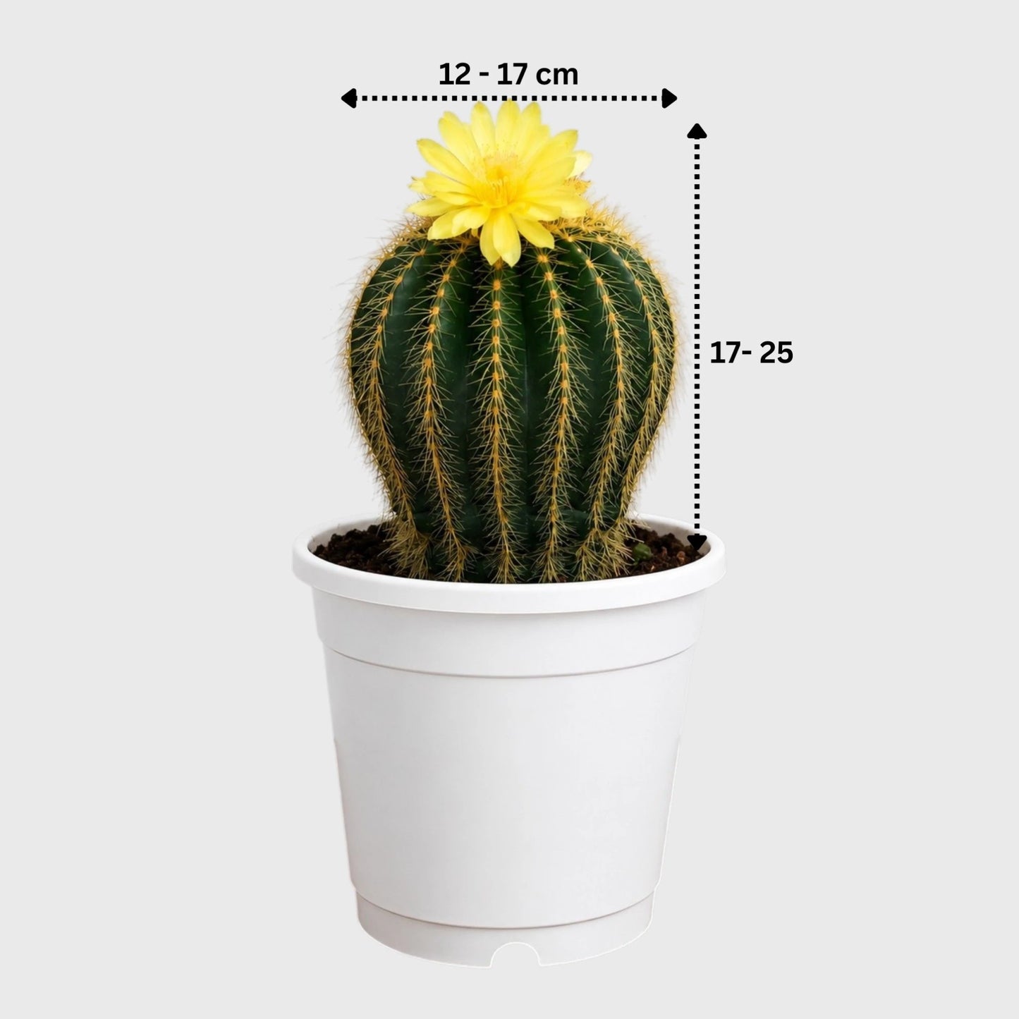 Large Parodia Leninghausii | Mature Flowering Golden Cactus Specimen