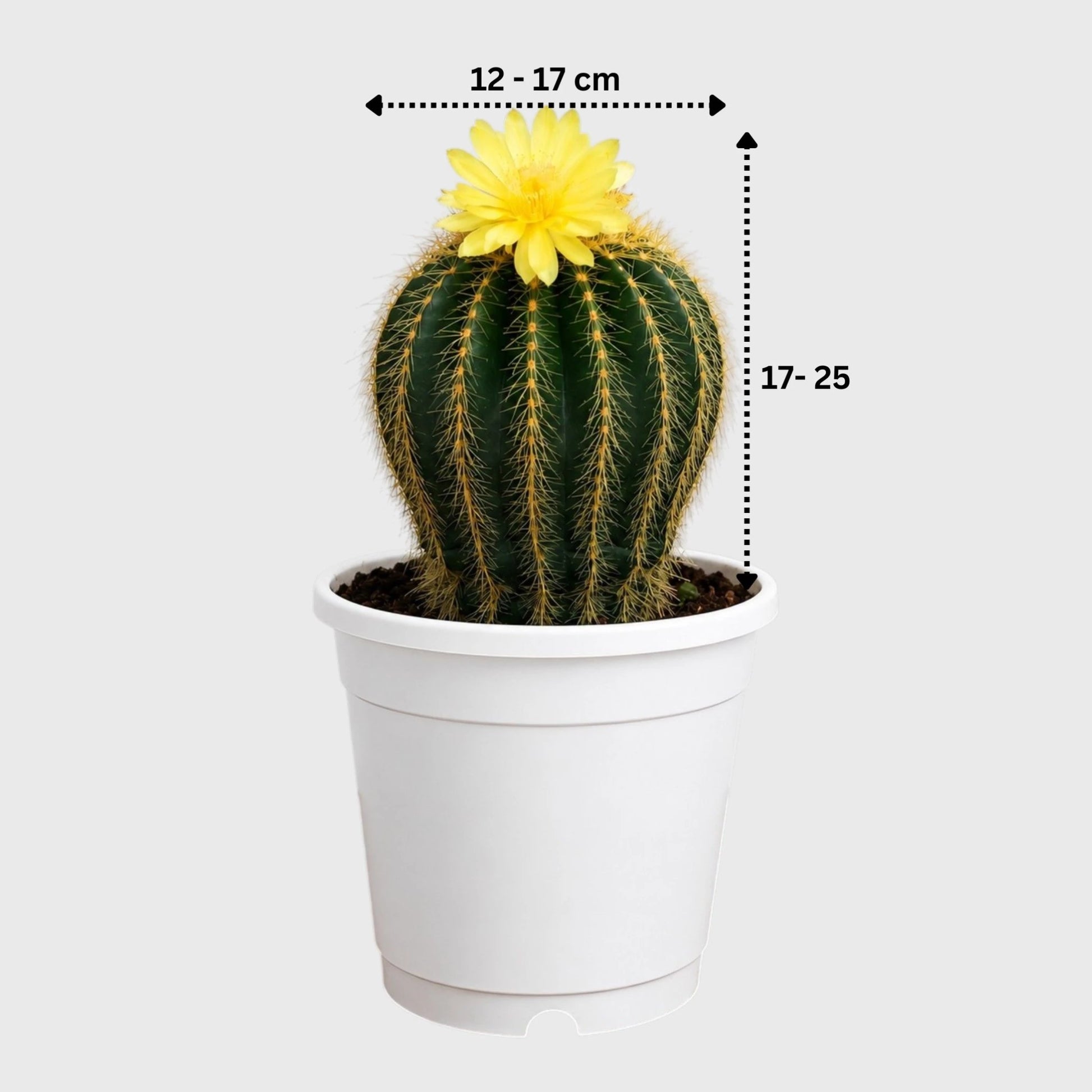 Large Parodia Leninghausii | Mature Flowering Golden Cactus Specimen