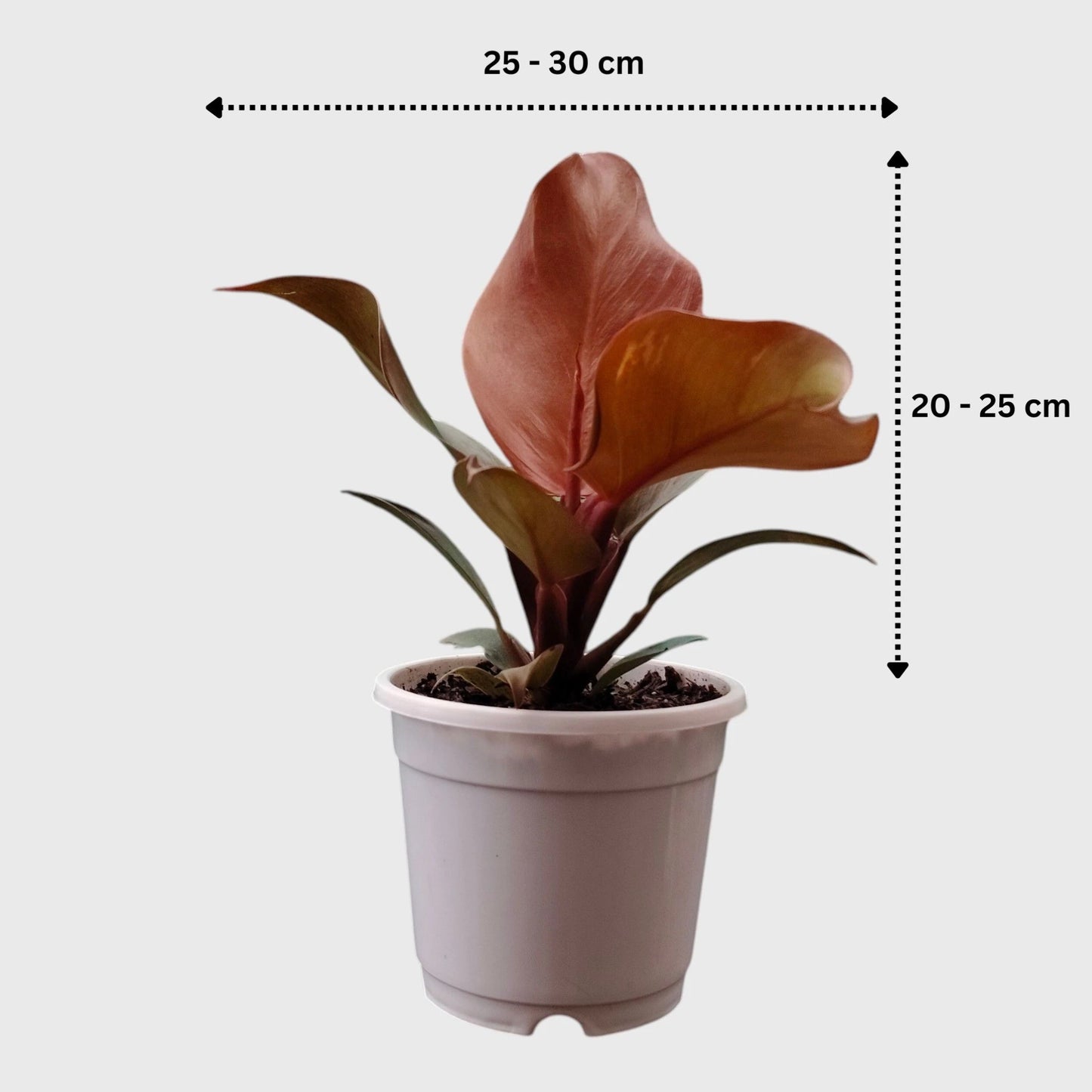 Philodendron McColley’s Finale | Well Rooted Mature Colorful Foliage Plant