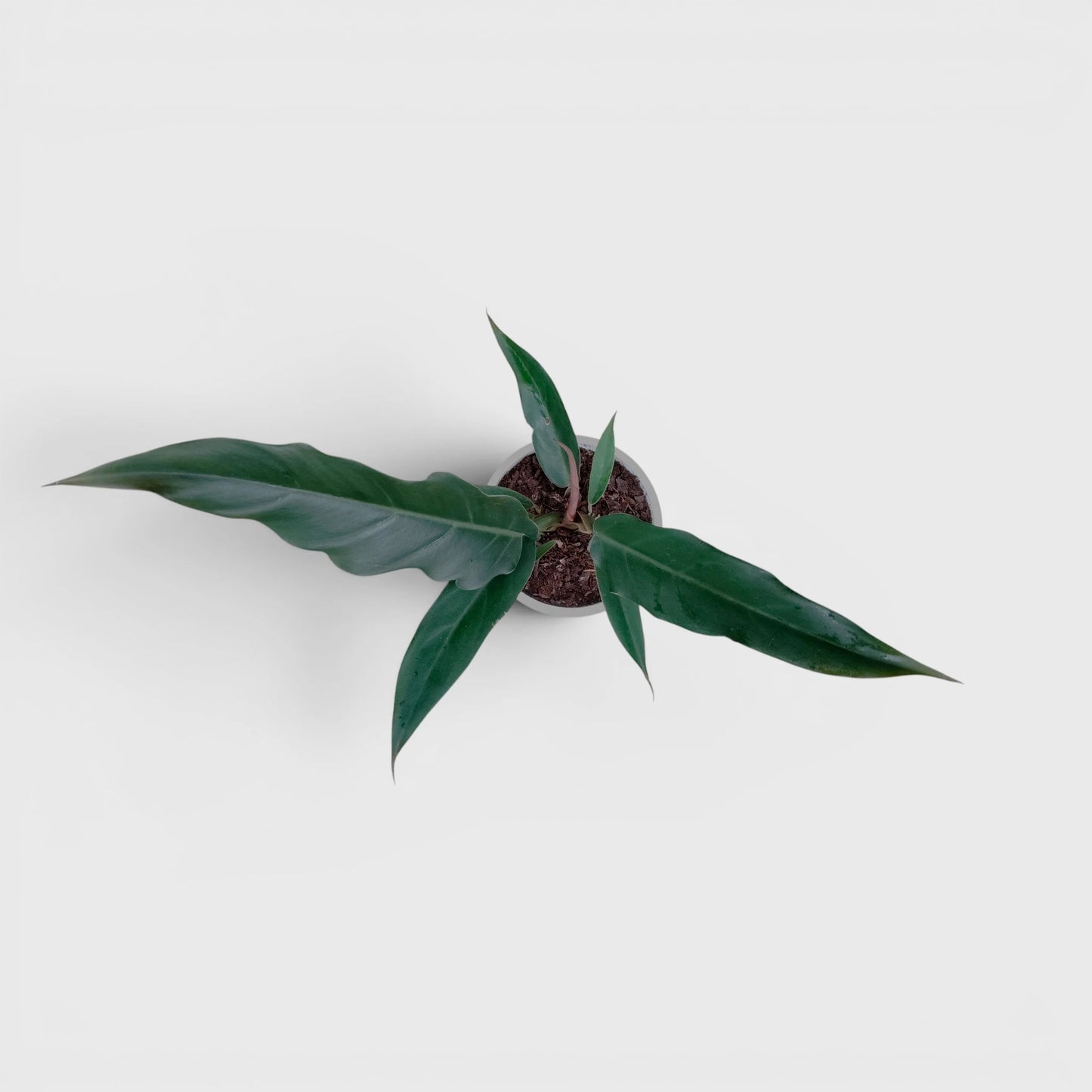 Philodendron Pluto (Choco Empress) | Rare Indoor Foliage Live Plant