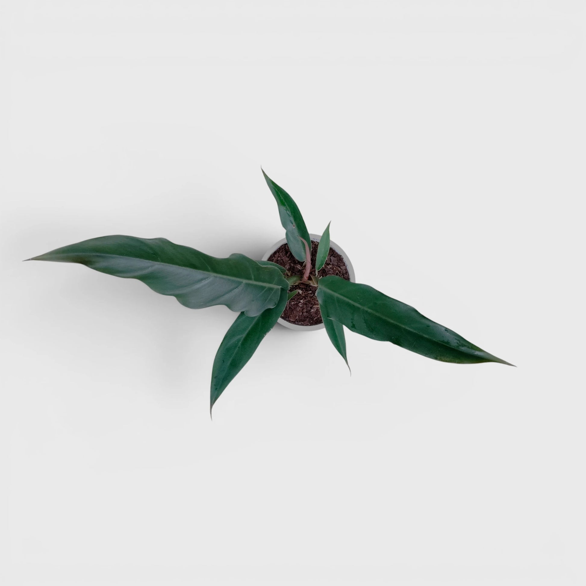 Philodendron Pluto (Choco Empress) | Rare Indoor Foliage Live Plant