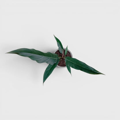 Philodendron Pluto (Choco Empress) | Rare Indoor Foliage Live Plant