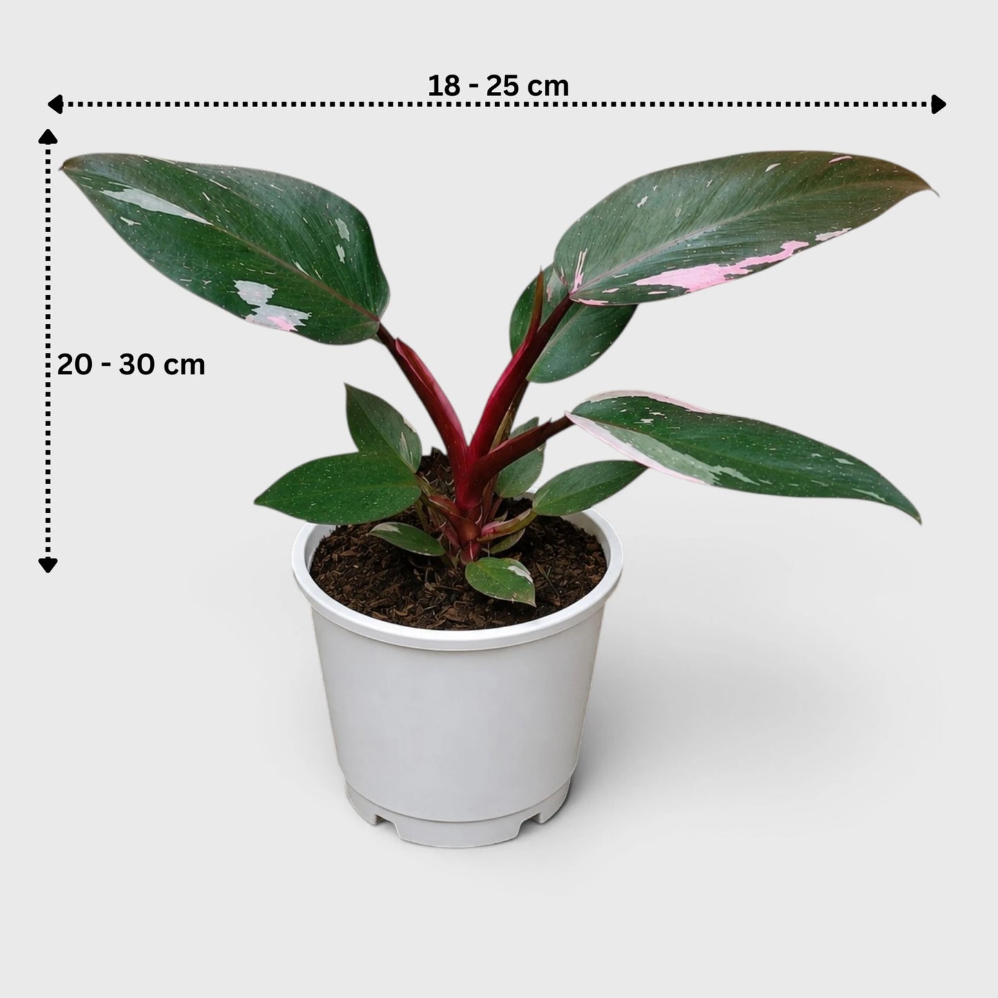 Philodendron Pink Princess | Rare Pink Variegated Mature Live Plant