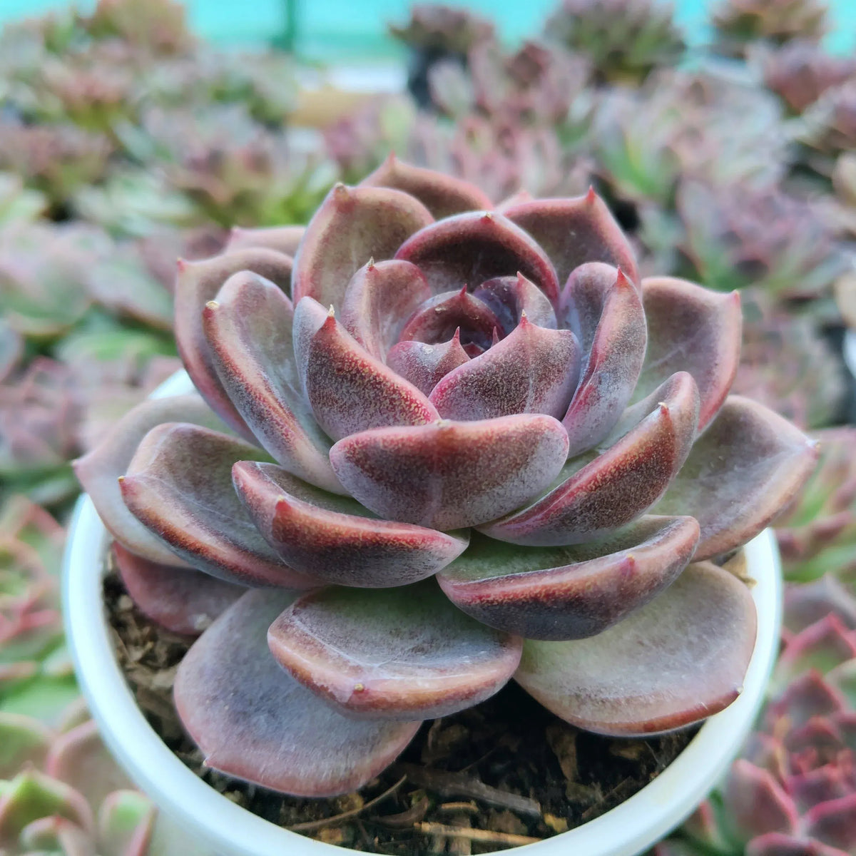 Mature, well-rooted Echeveria Purple Blue Grapes