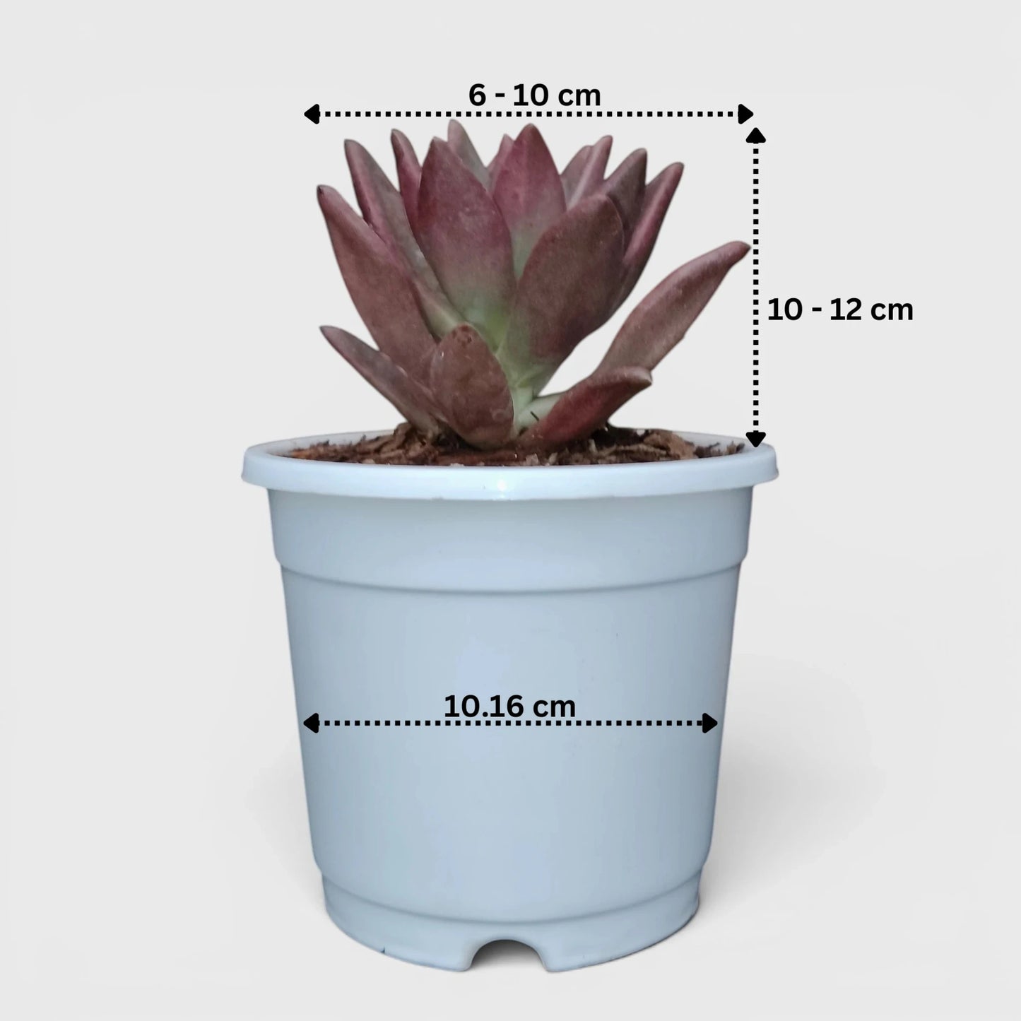 Graptoveria Ruby Donna | Rare Ruby Red Succulent Live Plant