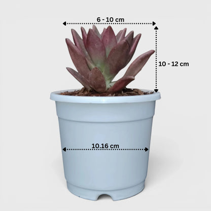 Graptoveria Ruby Donna | Rare Ruby Red Succulent Live Plant