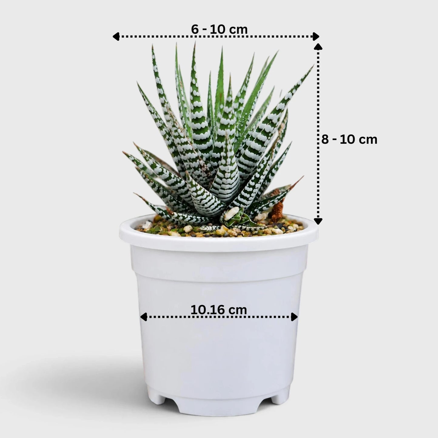 Super White Haworthia Attenuata Zebra | Mature Well Rooted Live Succulent