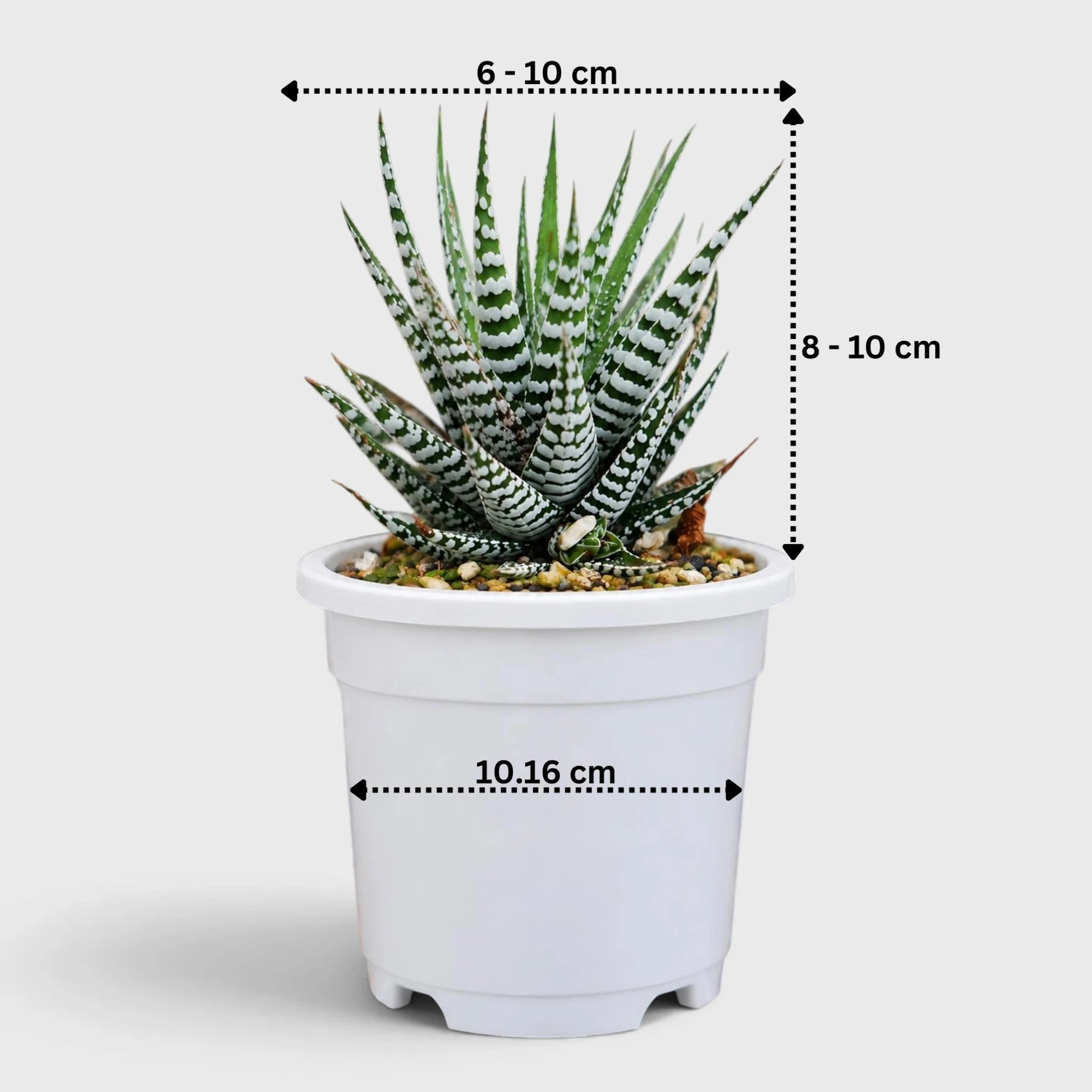 Super White Haworthia Attenuata Zebra | Mature Well Rooted Live Succulent