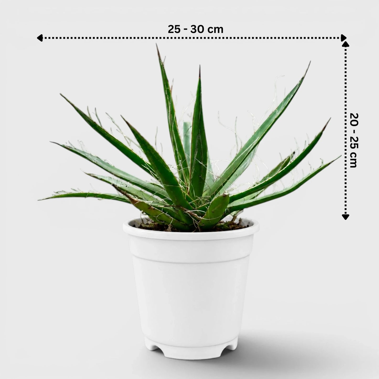 Thread Agave (Agave filifera) | Rare Big Well Rooted Mature Architectural Succulent