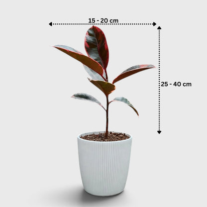 Variegated Rubber Plant (Ficus elastica 'Tineke' / 'Ruby') | Mature Indoor Live Plant