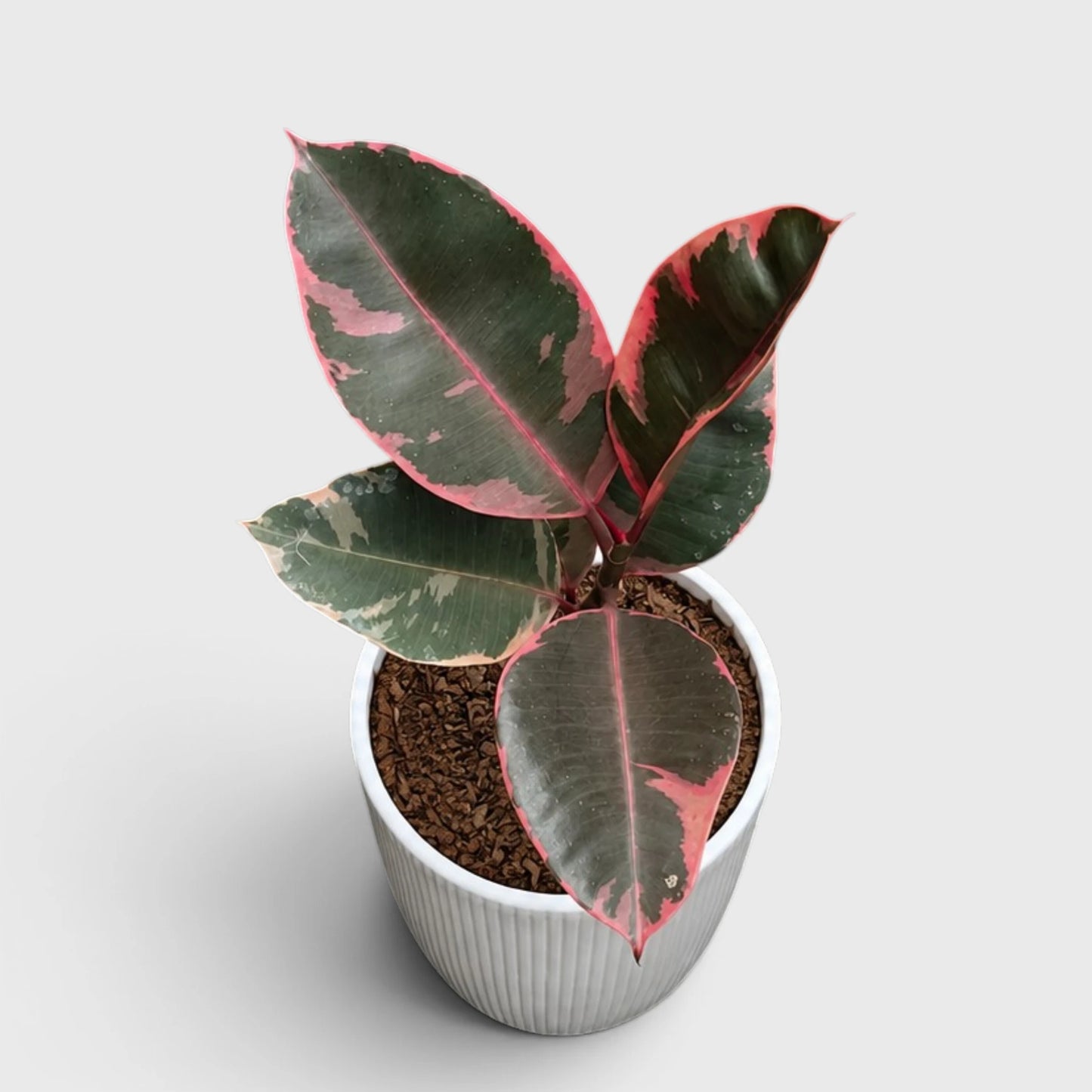Variegated Rubber Plant (Ficus elastica 'Tineke' / 'Ruby') | Mature Indoor Live Plant