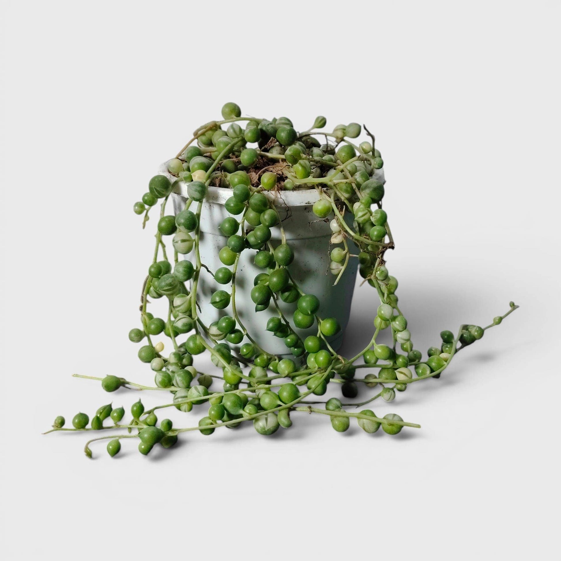 String of Pearls Variegated – Bushy Well Rooted Trailing Hanging Succulent Plant | Low Maintenance Home Decor Plant | Bare Rooted