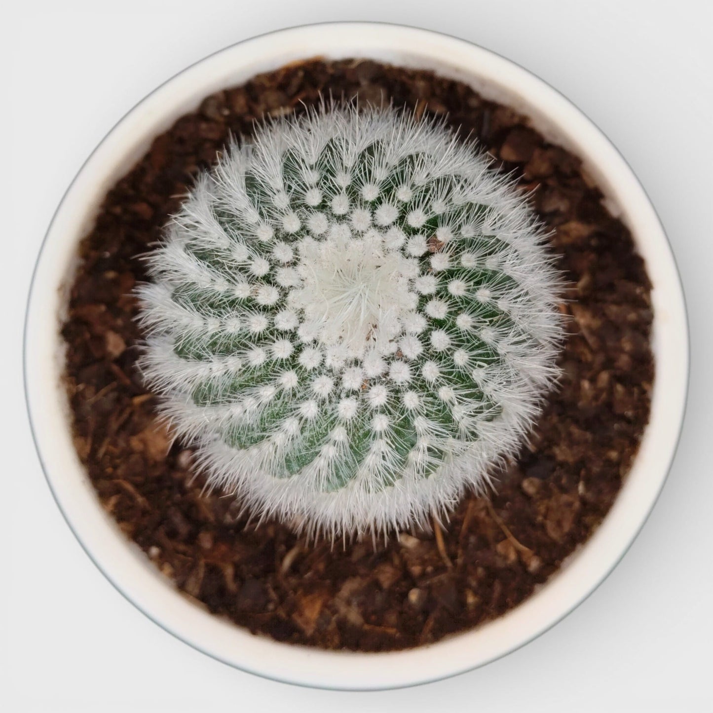 Healthy mature white spine cactus
