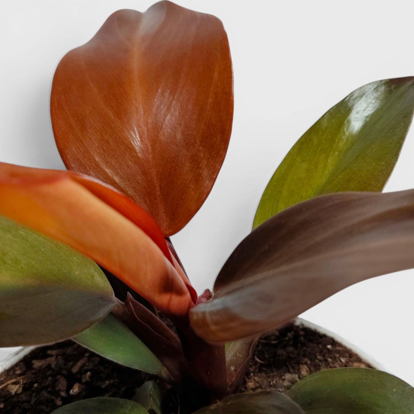 Philodendron McColley’s Finale – Colorful Foliage Indoor Plant