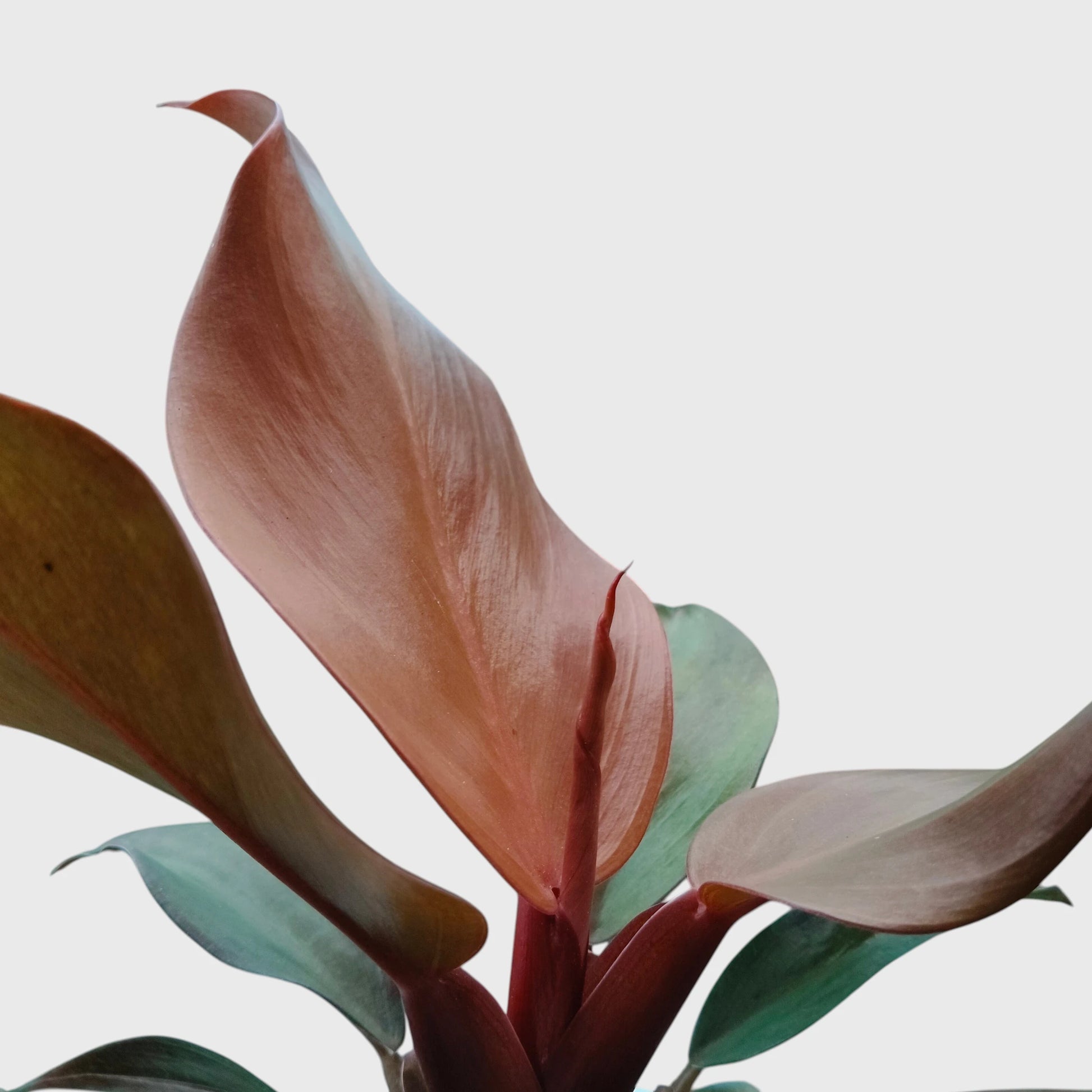 Philodendron McColley’s Finale | Well Rooted Mature Colorful Foliage Plant