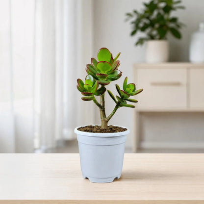 Green Golden Crassula Ovata – Medium Size 3 to 4 Branched Money Jade Plant | Bare Rooted
