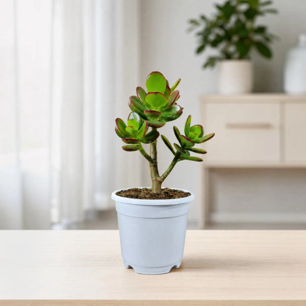 Green Golden Crassula Ovata