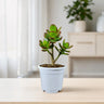 Green Golden Crassula Ovata – Small Size 2 to 3 Branched Money Jade Plant | Bare Rooted