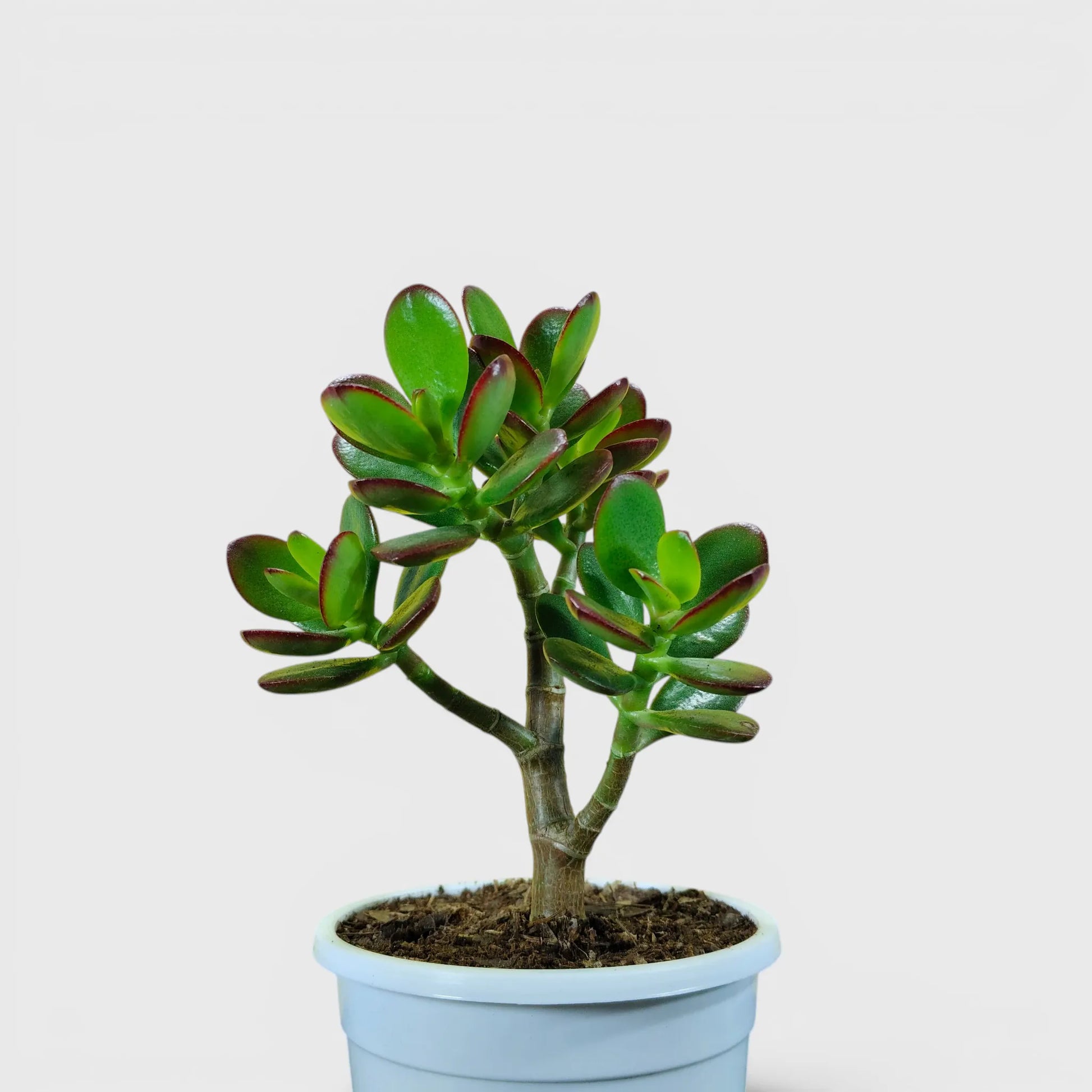 Green Golden Crassula Ovata – Medium Size 3 to 4 Branched Money Jade Plant | Bare Rooted