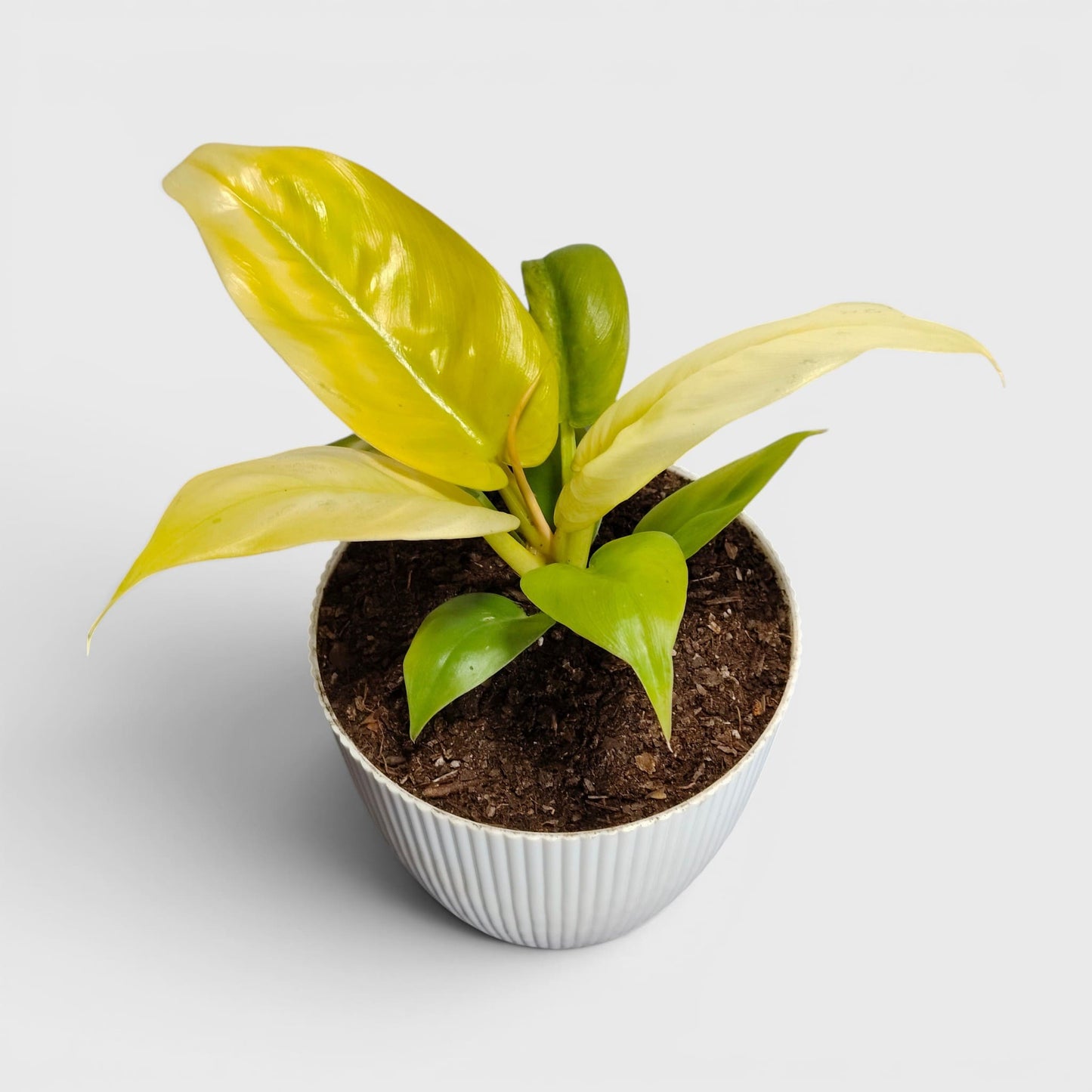 Philodendron Golden Melinonii – Rare Golden Foliage Indoor Plant