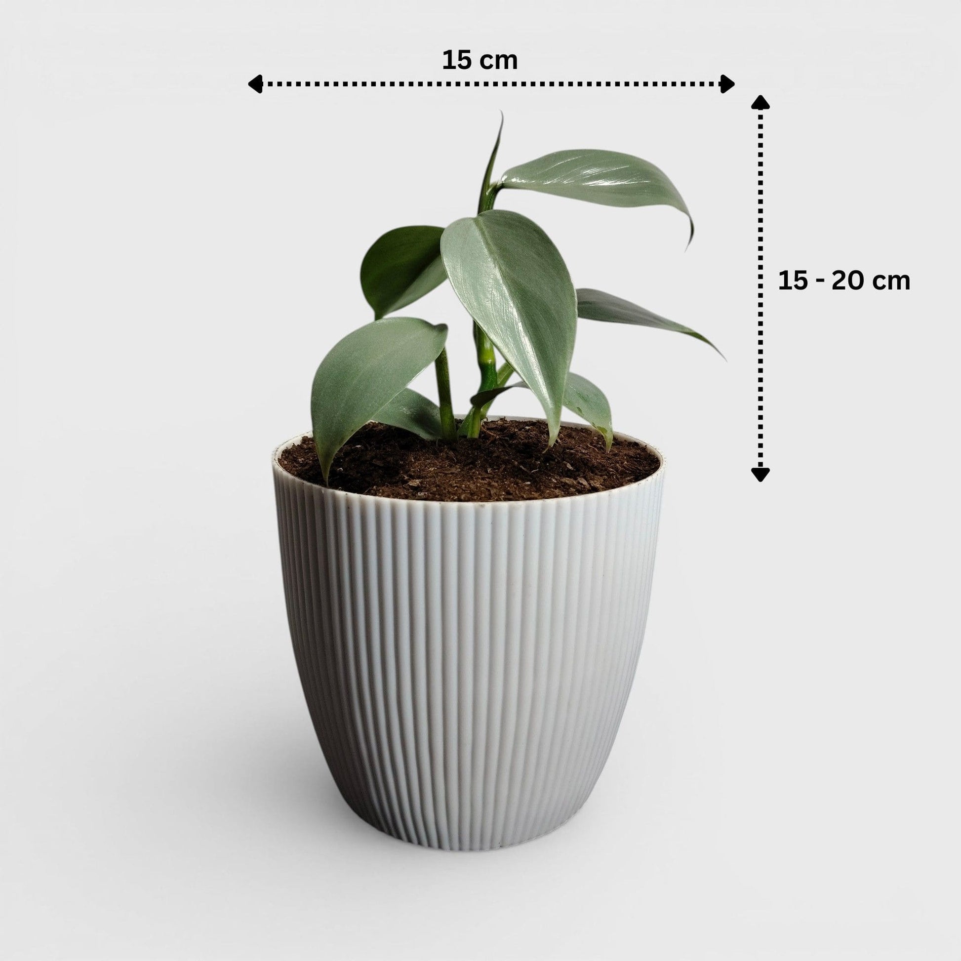 Philodendron Silver Sword – Rare Metallic Plant (15–20 cm)