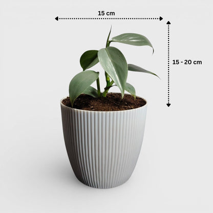 Philodendron Silver Sword – Rare Metallic Plant (15–20 cm)