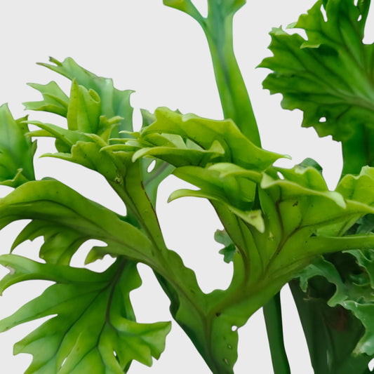 Green Flame Fern (Microsorum punctatum) – Lush Tropical Indoor Fern