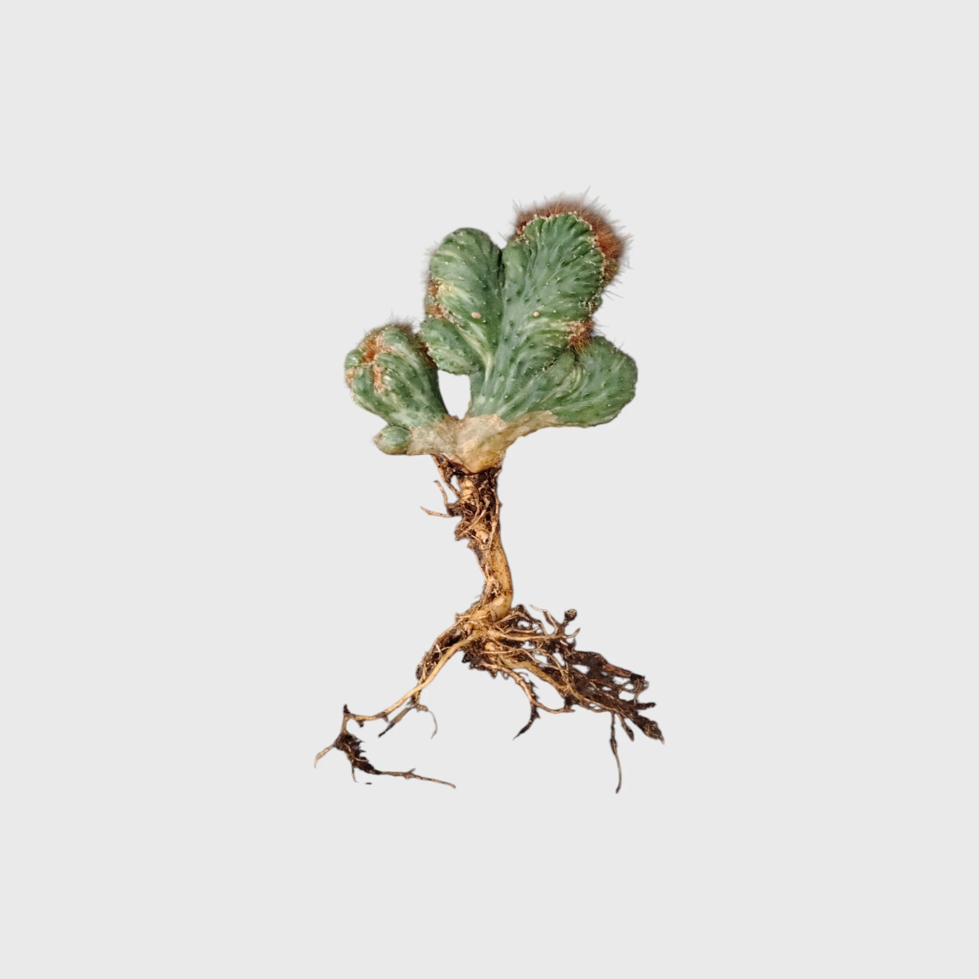 Bare-Rooted Ming Thing Variegated