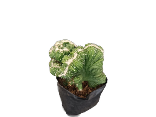 Ming Thing Crest Cactus - Cereus forbesii crest 'Ming Thing - My Store