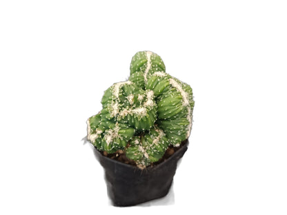 Ming Thing Crest Cactus - Cereus forbesii crest 'Ming Thing - My Store