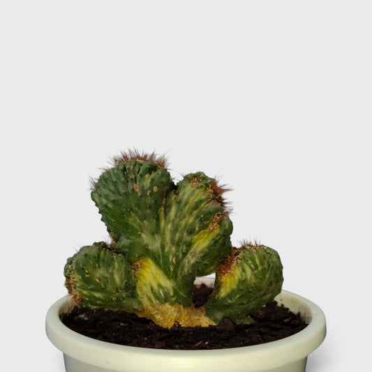 Ming Thing Variegated Rare Cactus
