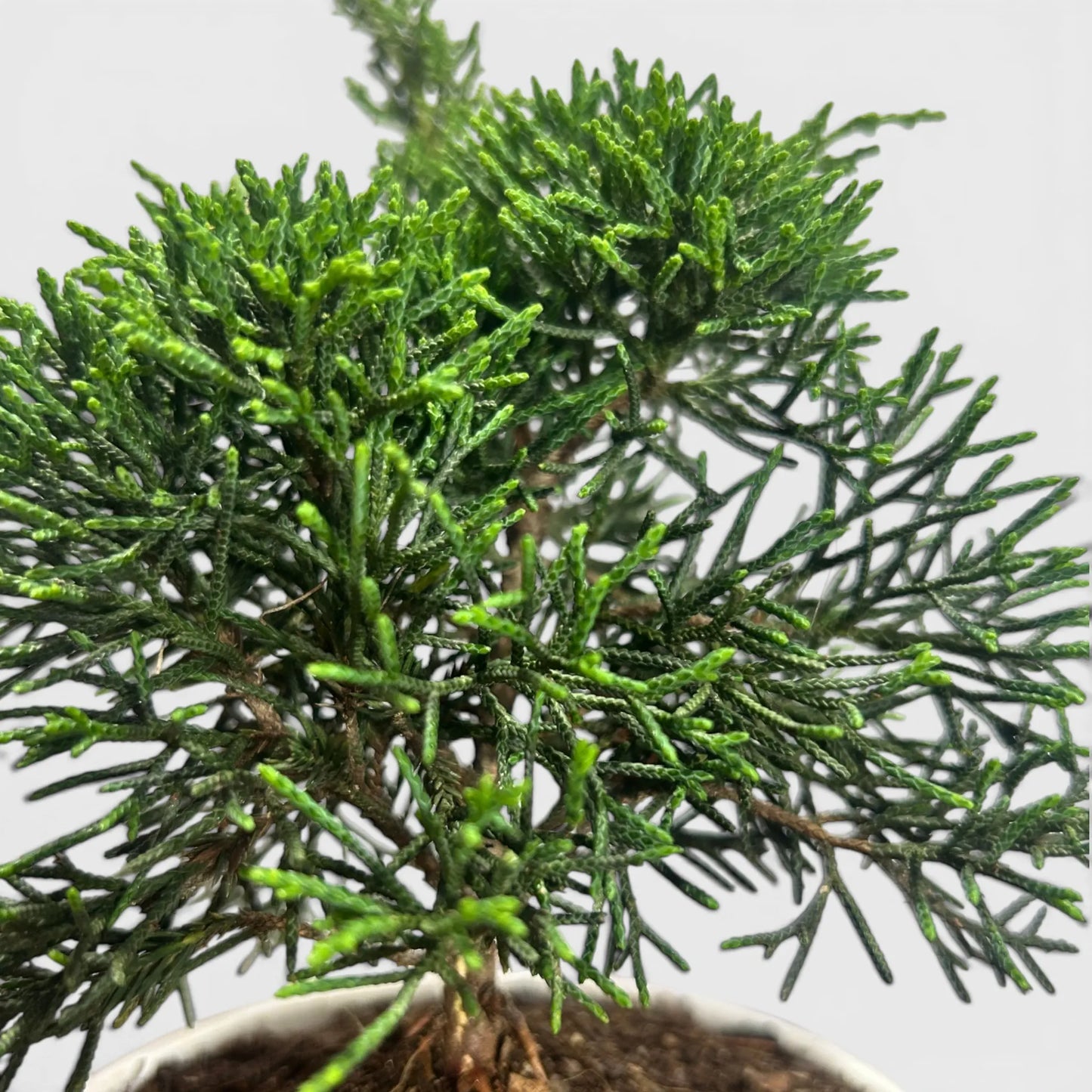 Chinese Pine Dwarf – Mini Bonsai Style Indoor Conifer Plant (13–17 CM)