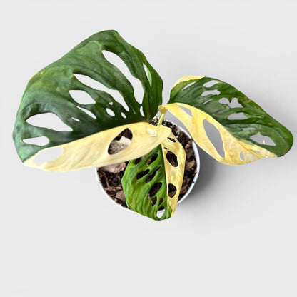 Monstera Adansonii Aurea Half Moon Variegated – Rare Collector Aroid Plant (25–38 CM) | With Pot
