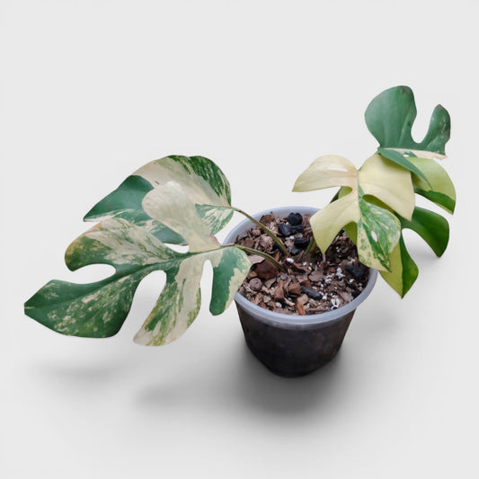 Mini Monstera Rhaphidophora Aurea Variegated (7–12 in) – Rare Collector Plant