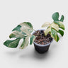 Mini Monstera Rhaphidophora Aurea Variegated – Mature Size Rare Collector Plant