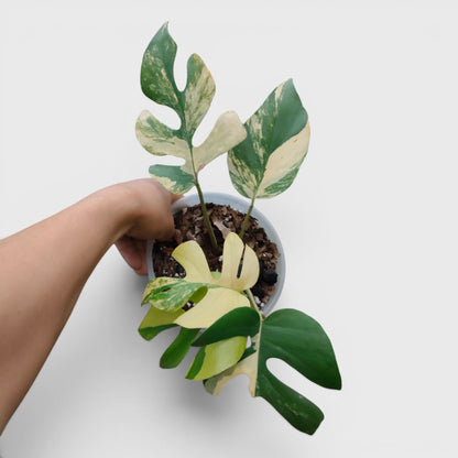Mini Monstera Rhaphidophora Aurea Variegated (7–12 in) – Rare Collector Plant