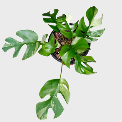 Mini Monstera Rhaphidophora Variegated | Rare Collector Aroid Foliage Plant (25–38 CM) | With Pot