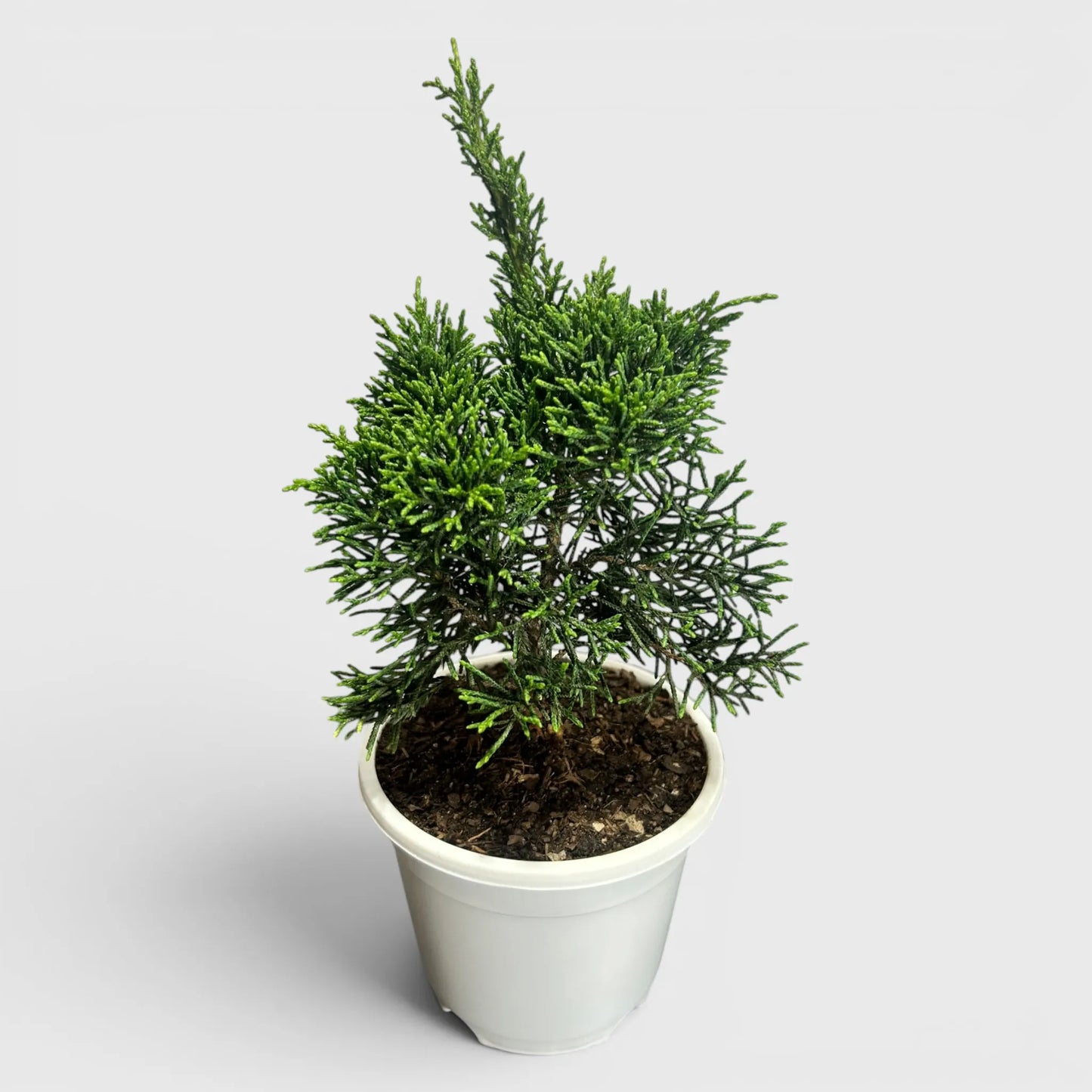 Chinese Pine Dwarf – Mini Bonsai Style Indoor Conifer Plant (13–17 CM)
