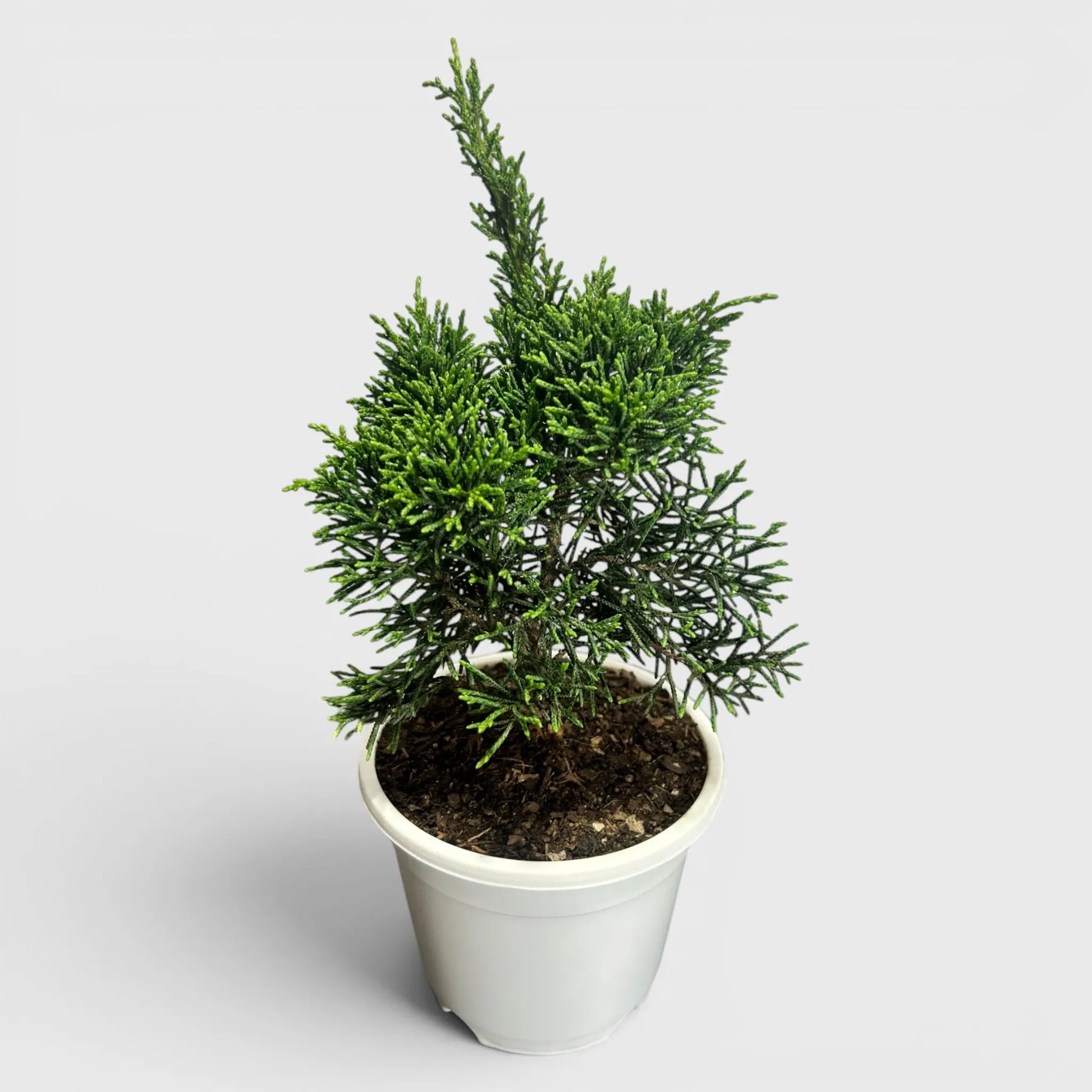 Chinese Pine Dwarf – Mini Bonsai Style Indoor Conifer Plant (13–17 CM)