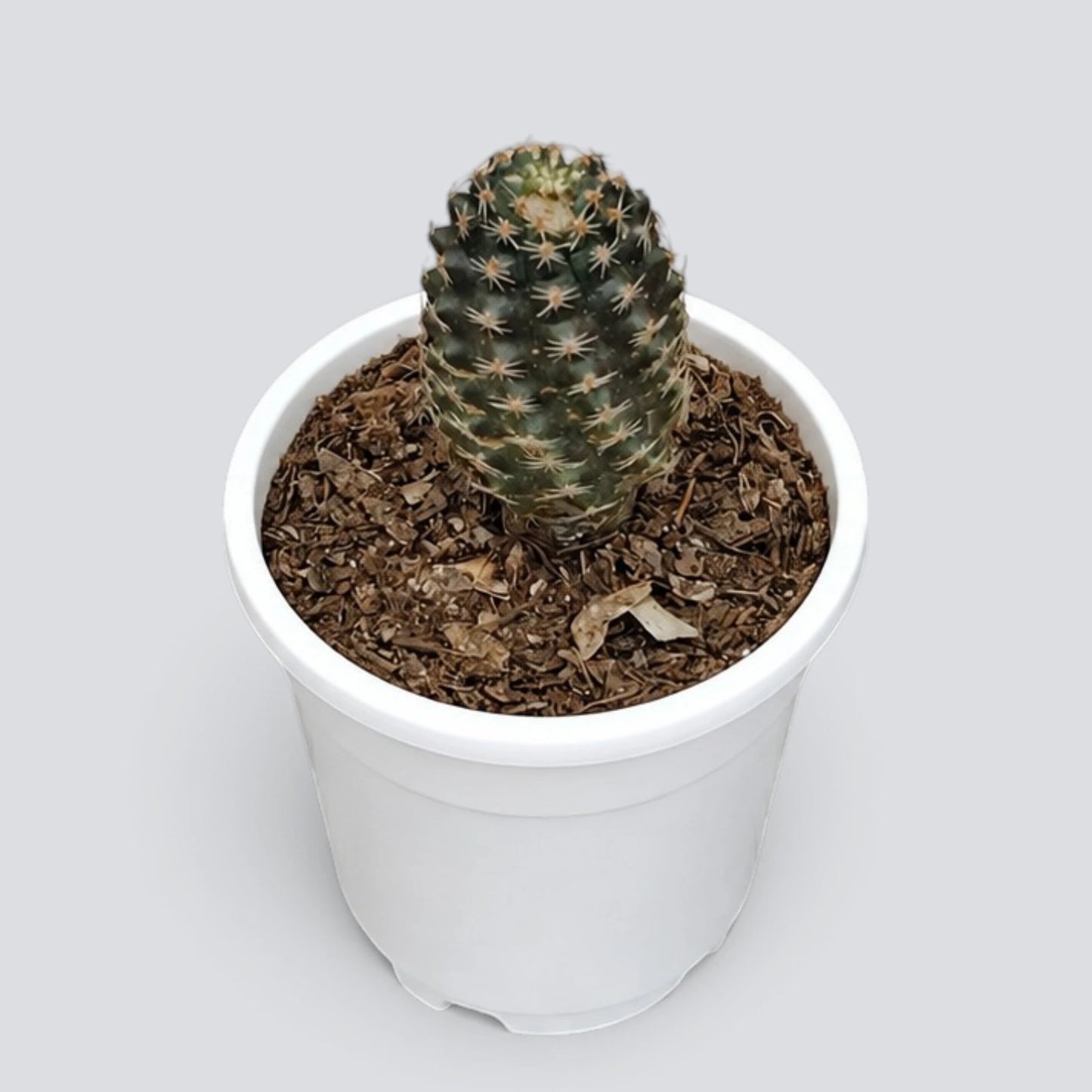 Mini Rebutia gracilispina Collector Cactus