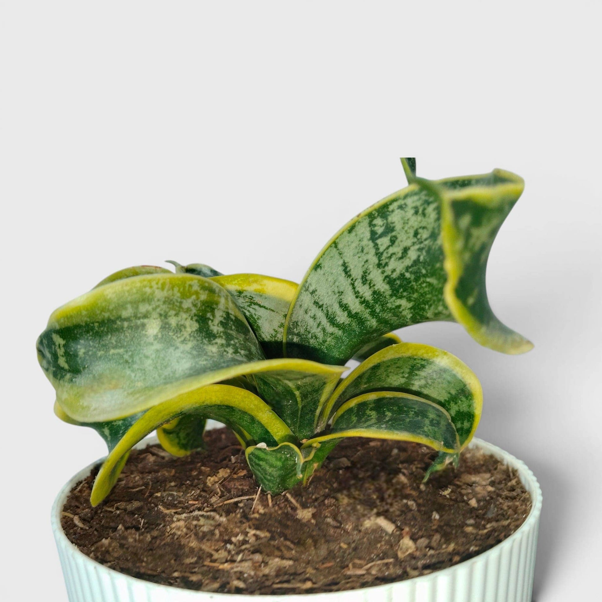 Sansevieria Twister (Tsunami Snake Plant) – Air Purifying Indoor Plant | Bare Rooted
